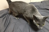 6살된 정말 순하고 사람 좋아하는 러시안 블루 분양해요