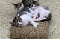 어린 고양이 무료분양(경북 경산)