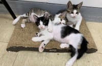 금년 6월말일에 태어난 어린고양이 무료 분양(경북 경산)