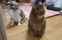 키우던 고양이 데리고  살아주실분?