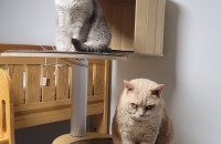 고양이 분양합니다^^