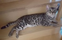 경남양산에서 냥이2마리 책임분양합니다