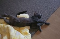 러시안 블루 남아 10개월 아치