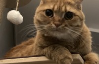 애교많은 개냥이 치즈입니다(스코티쉬폴드)