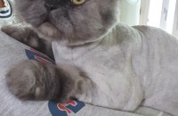 페르시안 고양이 무료분양