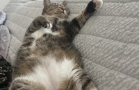 7살 중성화 완료된 건강하고 이쁜 암컷 코리안숏컷 무료분양해요