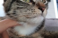 별이의 가족이 되어주세요!