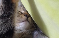 별이의 가족이 되어 주세요