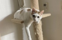 사랑스런 개냥이 사랑으로 키워줄 가족 찾습니다