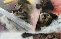 2개월 아메리칸숏헤어 분양합니다