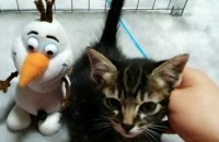 한달된 아메리칸숏헤어 믹스 아가들 분양합니다