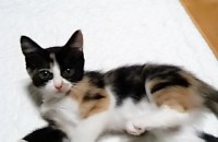 2개월 터키시앙고라샴믹스 여아 분양합니다.