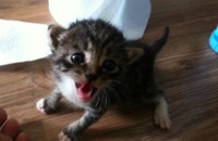 1개월 아메리칸숏헤어믹스 분양합니다.