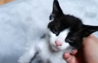 1개월 터키시앙고라 믹스 남아아가들분양합니다