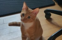 치즈고양이 남매 무료 분양합니다.