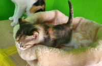 대구경북] 새끼고양이 분양합니다.