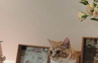 브리티쉬숏헤어 (숫컷) 무료분양해요~^^