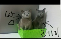 러시안블루 남매 무료분양합니다