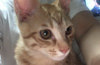 새끼 야옹이 분양해요 광주