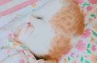 아깽이들 입양보내요