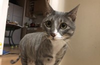 예쁜 개냥이 분양보냅니다.