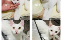 예쁜 아메리칸컬엄마한테 태어난 냥이들 분양합니다