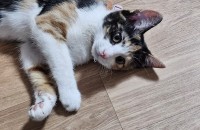 7개월 삼색이 6개월고등어아이 입양처구합니다