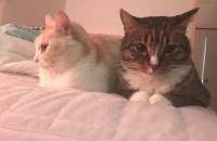 (인천 부평) 코숏 두마리 분양보냅니다  모든용픔 드립니다