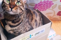 3살 뱅갈 좋은주인 만났으면 합니다