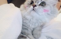 깜찍한 먼치킨 무료분양합니다