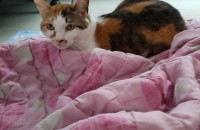 대전))성모코숏분양보냅니다