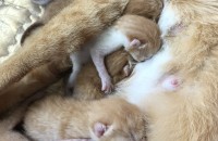 아기 고양이 무료 분양 합니다