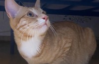 치즈냥이 분양해요