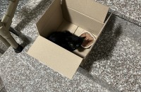 새끼고양이 무료 분양