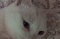 3살 고양이 분양합니다