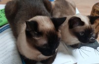 고양이 분양합니다.