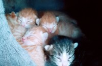 (코숏 2개월된 5마리,1년2개월된 2마리)사정이 있어서 키우지못하게되어 급하게 분양받으실 집사님 찾습니다.…