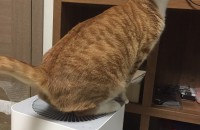 치즈 냥이 무료분양 합니다