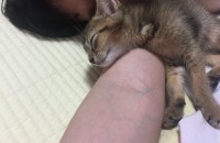 아비시니안 2개월 남아 분양보내요