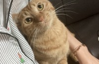 구조후에 치료&건강검진과 중성화 완료 후 입양보냅니다