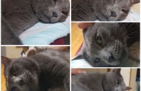 *러시안블루/6살/남아/중성화ㅇ/천안* 분양합니다^^