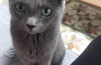 *고양이 분양합니다* - ♡러시안블루♡