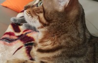 *고양이 분양합니다* - ♡뱅갈♡