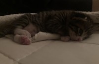 3주차 코리안숏헤어 무료분양