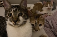 5개월냥이분양해요