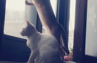 9개월된 아비시니안,아메리칸 컬 분양이요.