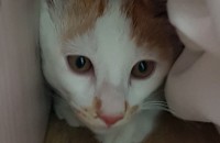 코숏 3개월 수컷 무료분양 합니다!