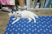 하얀 터키쉬앙고라 오드아이