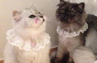 한마리가 건강이 안좋아져서 부득이하게 입양보낼려고합니다..