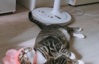 1년된 성묘 무료 분양합니다